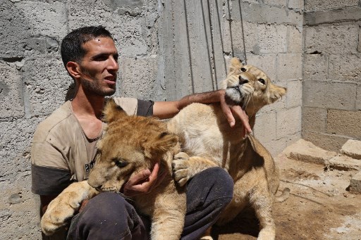 Nassim Abu Jamea, 29, poses for a picture with the two 9-month-old lion cubs at his home, in Khan Yunis