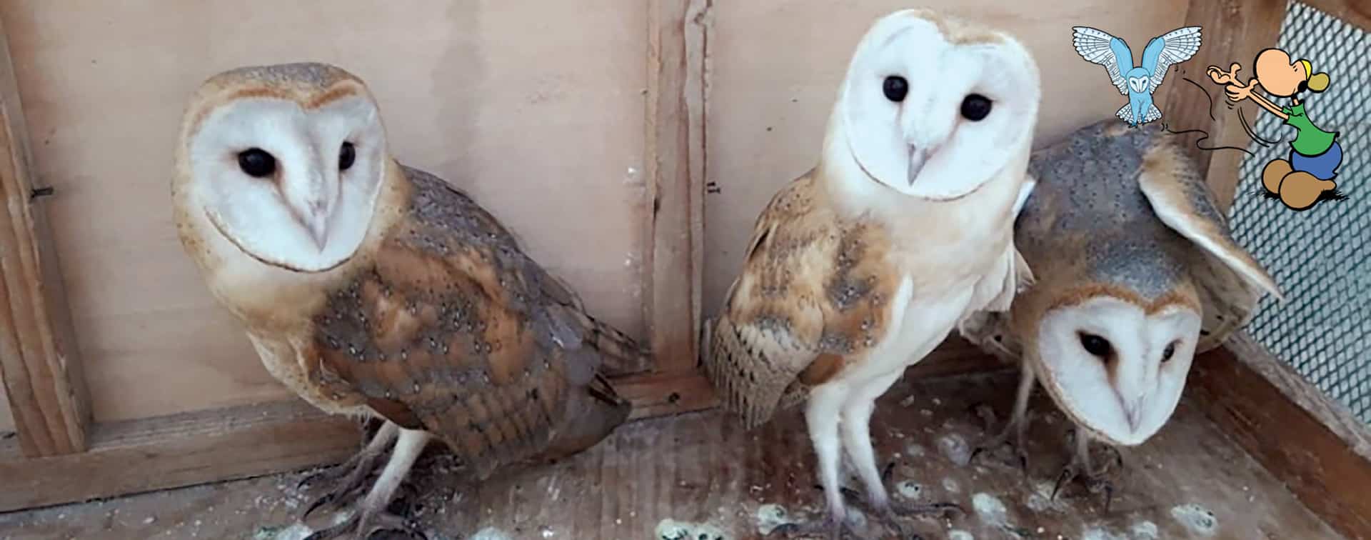 Hibou, De l'Amour à Donner