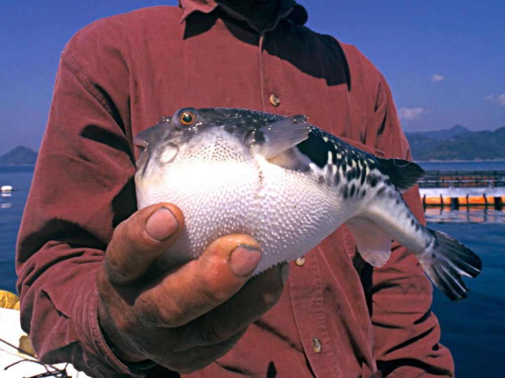 un homme tient le poisson lapin qui se gonfle pour se protéger