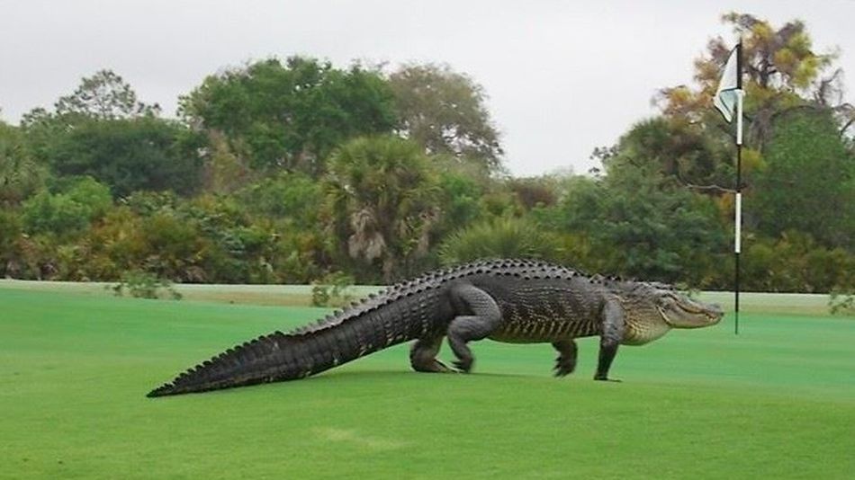 un crocodile énorme dans un terrain de golf 