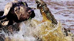 Un crocodile attaque un buffle