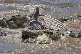 Un zèbre attaqué par un crocodile