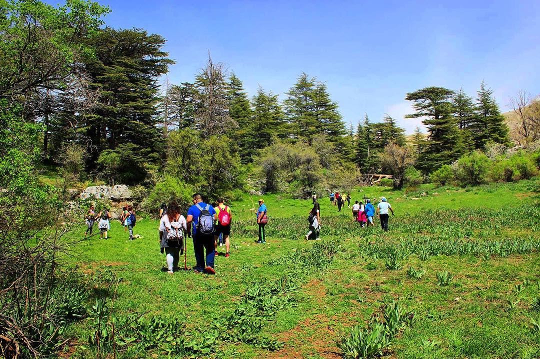 مجموعة من اللبنانييات واللبنانببن يمشون في غابة في لبنان