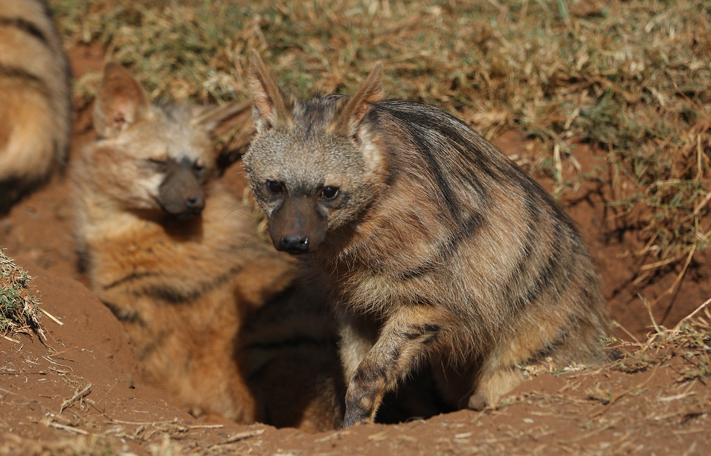 aardwolf