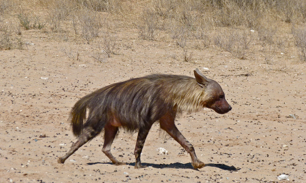 brown hyena