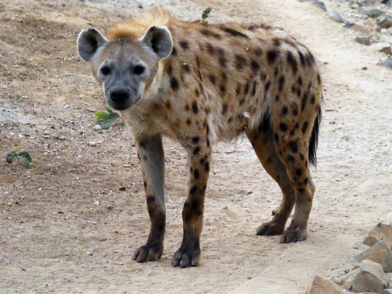 spotted hyena